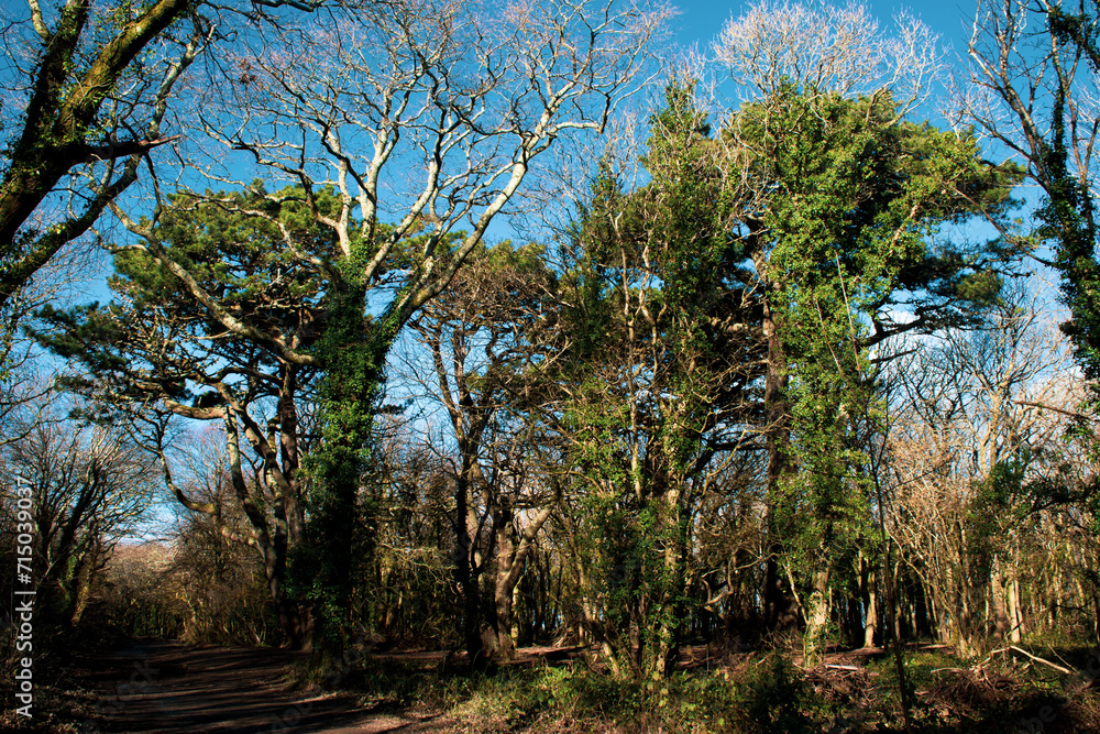 Obraz premium trees and sky