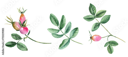 Watercolor set of dog rose or rosehip leaves and berries isolated on white background. Botanical hand drawn illustration.