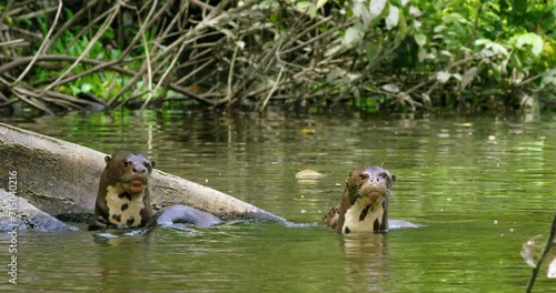 Camaraderie and adaptations the Giant Otters of Yasuni's river.