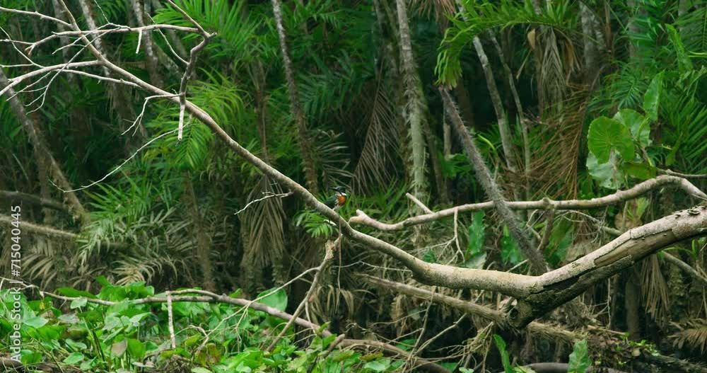 Kingfisher a jewel in the rainforest of Yasuni national park. Kingfisher a jewel in the rainforest of Yasuni national park.