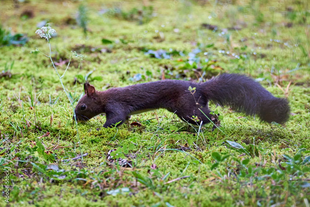 Eurasian red squirrel searching walnuts (Sciurus vulgaris) Eurasian red squirrel searching walnuts (Sciurus vulgaris)
