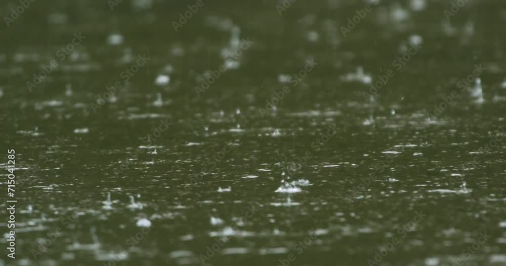 Rhythmic raindrops on the river. Rhythmic raindrops on the river.