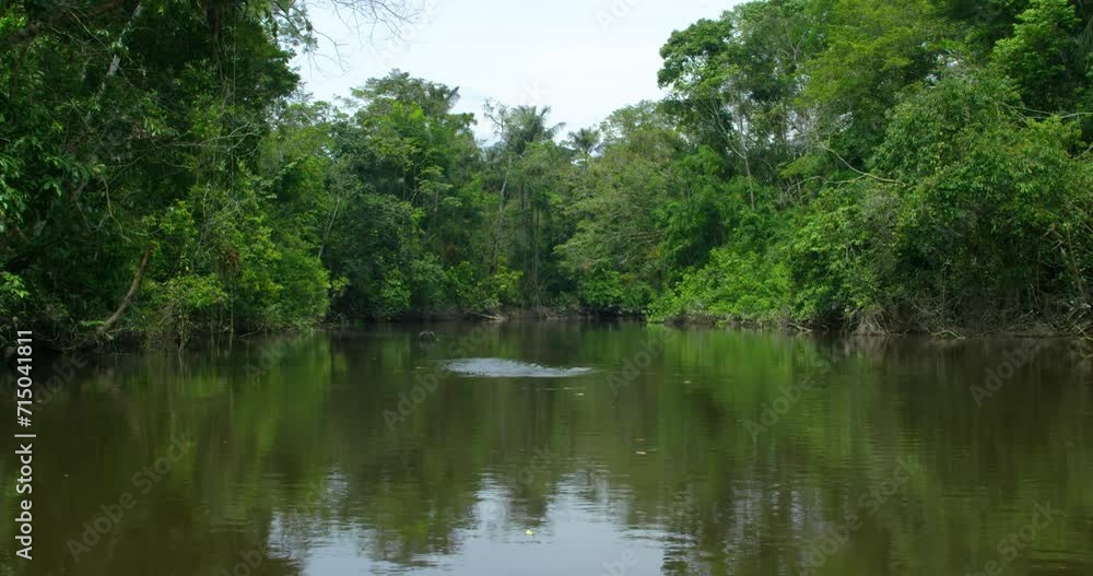 Nature's astonishing diversity a glimpse of Ecuador's Amazon jungle. Nature's astonishing diversity a glimpse of Ecuador's Amazon jungle.