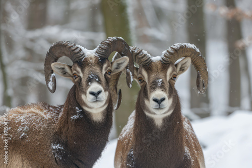 Male and female of Mouflon, Ovis orientalis, winter scene with snow in the forest, horned animal in the nature habitat