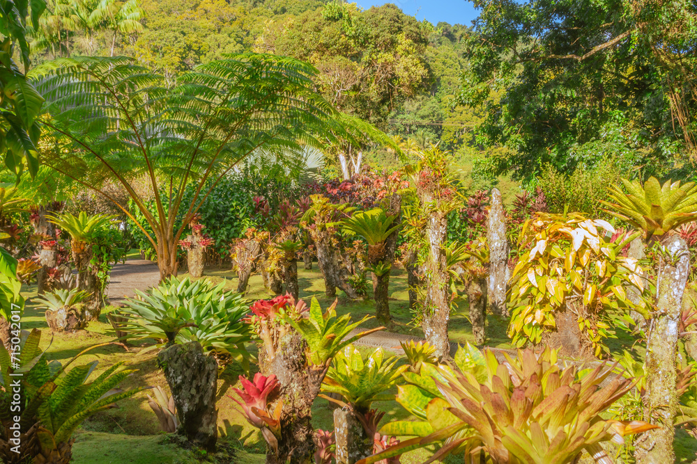Plantes exotiques d'un jardin tropical en Martinique. Plantes exotiques d'un jardin tropical en Martinique.