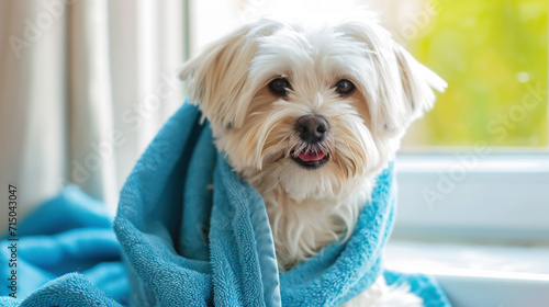 Portrait of a West Highland White Terrier dog after a bath in a blue towel. Cute dog wrapped in a towel. Animal concept, pet care.