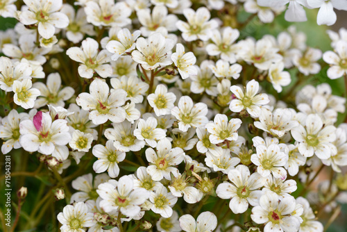 Moos-Steinbrech viele weiße Blüten