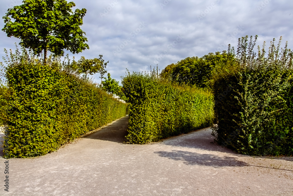 alleys between green hedges in the park