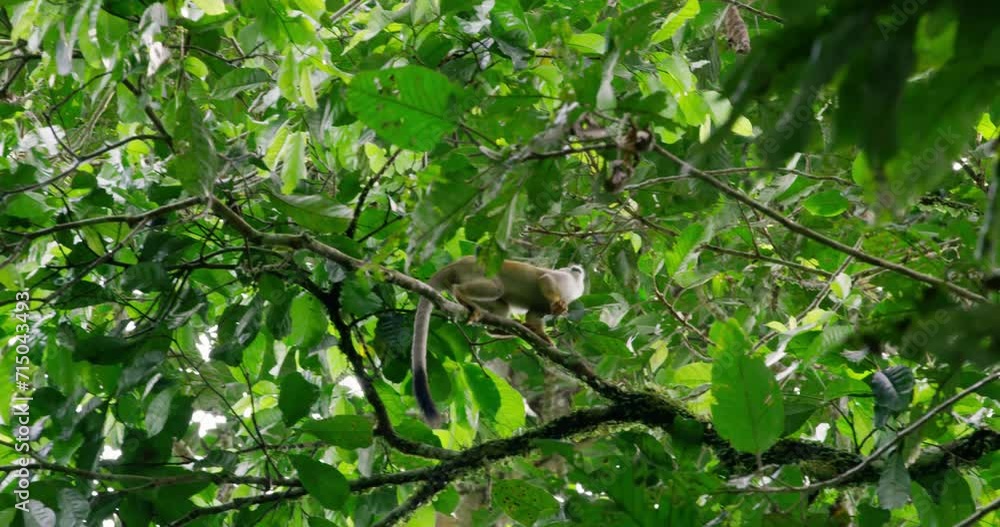 Adorable Squirrel Monkey moving among branches in the UNESCO reserve. Adorable Squirrel Monkey moving among branches in the UNESCO reserve.