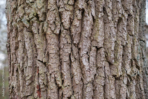 Oak trunk bark in German forest without foreground. © Christian