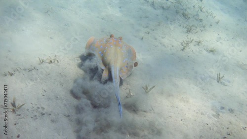 Bluespotted stingray swimming in the sea, 8x slow motion photo
