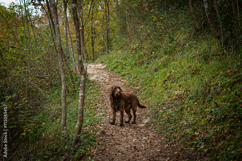 Cane sul sentiero del bosco fa la guida escursionistica