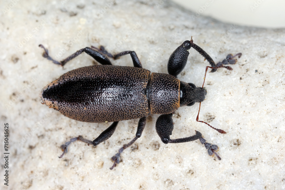 Beetle, Cratopus melanocephalus, weevil (Curculionidae) observed on the island of Mauritius in scrub, bushes in the mountains. Beetle, Cratopus melanocephalus, weevil (Curculionidae) observed on the island of Mauritius in scrub, bushes in the mountains.