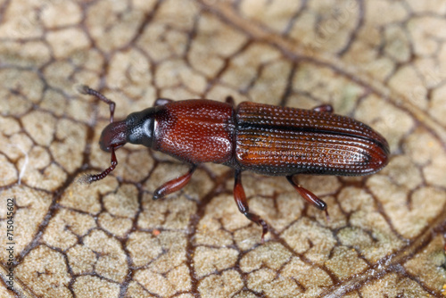 A beetle (snout beetles or true weevils, Curculionidae, Cossoninae) observed under the bark of a tree on the island of Mauritius.