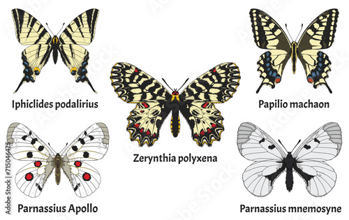 A set of Butterflies found in europe, Parnassius apollo, Parnassius mnemosyne, Papilio machaon, 	Iphiclides podalirius, Zerynthia polyxena