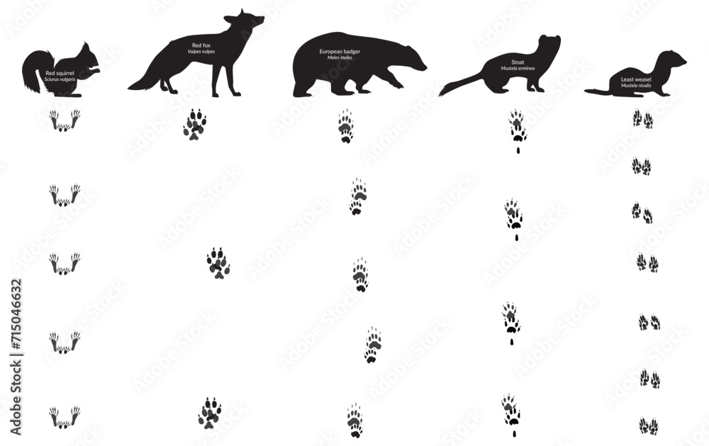 Animal Footprint and their walk. Red fox, red squirrel, european badger, weasel, stoat, meles meles, mustela erminea, mustela nivalis, vulpes vulpes, sciurus vulgaris - obrazy, fototapety, plakaty 