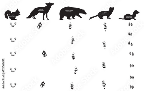 Animal Footprint and their walk. Red fox, red squirrel, european badger, weasel, stoat, meles meles, mustela erminea, mustela nivalis, vulpes vulpes, sciurus vulgaris photo