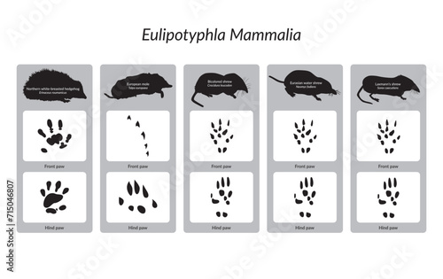 Eulipotyphla Mammalia European Polish animals, vectorized footprints