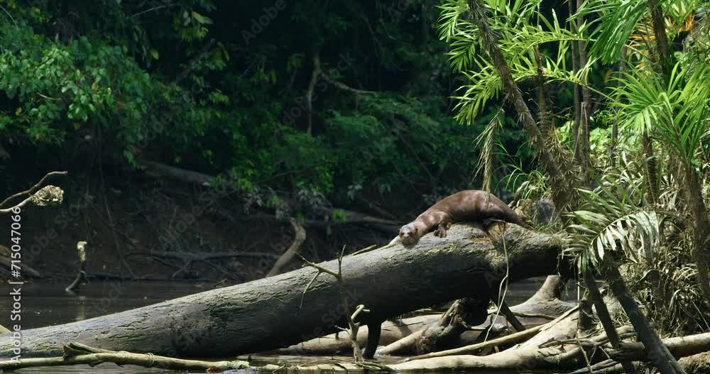 Discover how Giant Otters spend their days in the park. Discover how Giant Otters spend their days in the park.