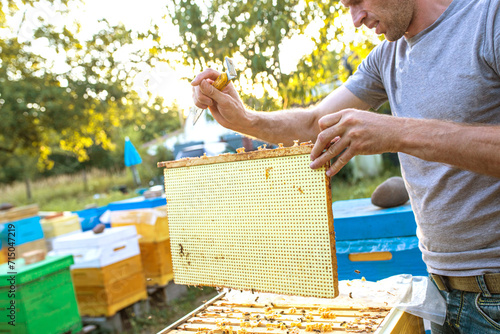 The beekeeper inserts beehive partition beehive divider from plastic to divide the hive into several parts to keep the bees in a certain place