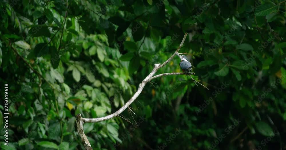 Overview of Kingfisher bird inside the Yasuni National Park. Overview of Kingfisher bird inside the Yasuni National Park.