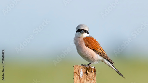 red backed shrike