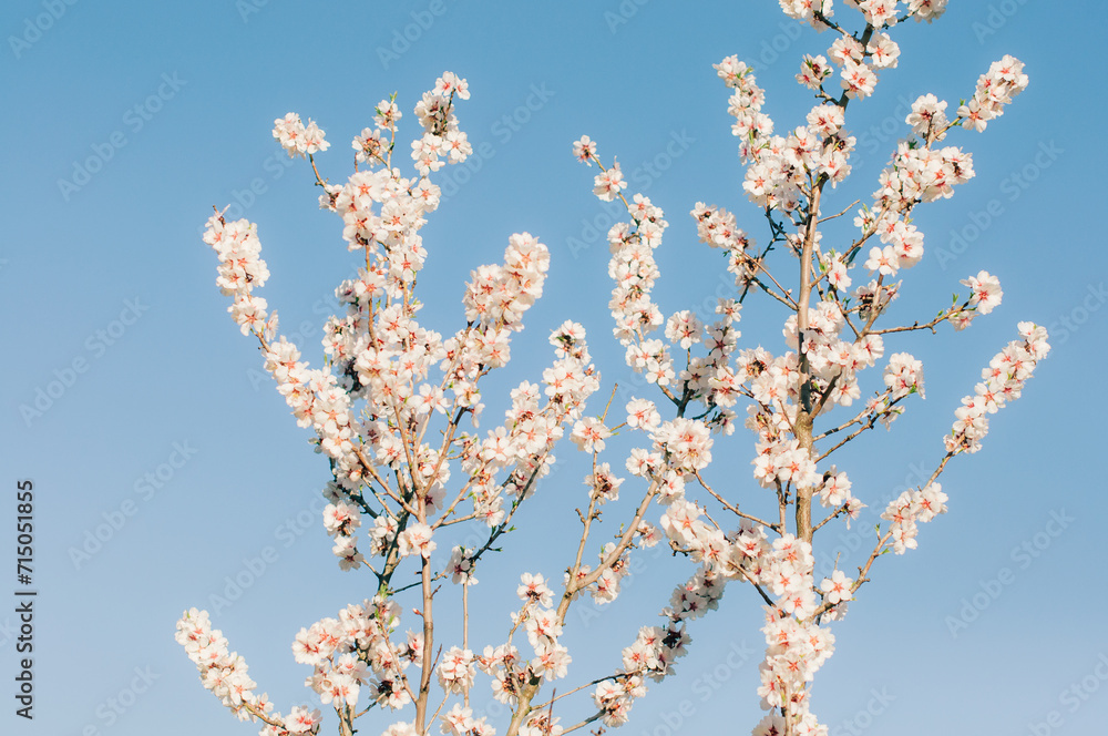 Blooming tree against the blue sky. Blooming tree against the blue sky.