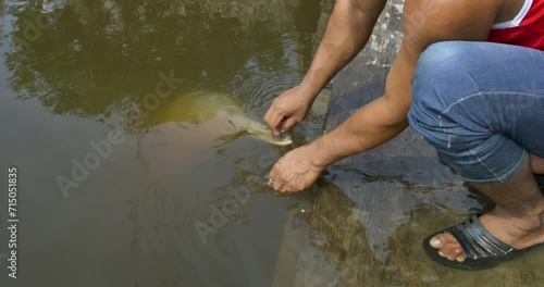 Man feeding a Pink Dolphin in a friendly manner. photo