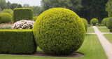 A single boxwood sphere in a beautiful garden setting, showcasing ornamental landscaping with fresh green foliage and a white house in the background.