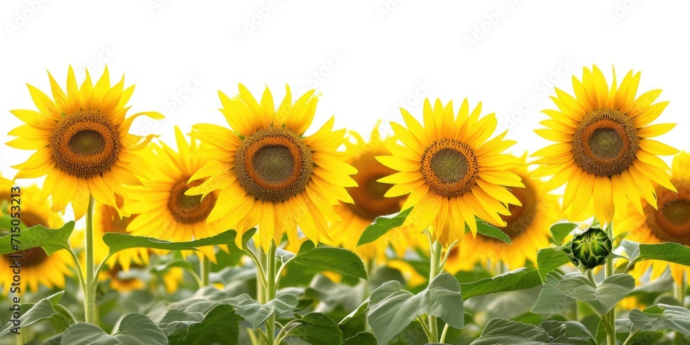 A beautiful field of sunflowers with a clear blue sky in the background. Perfect for adding a touch of nature and serenity to any project A beautiful field of sunflowers with a clear blue sky in the background. Perfect for adding a touch of nature and serenity to any project