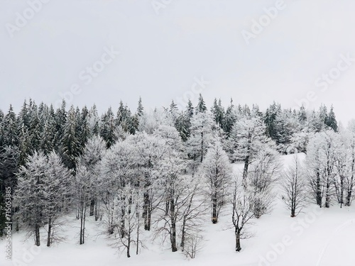 Trees covered in snow on a cold and foggy winter day with grey sky 