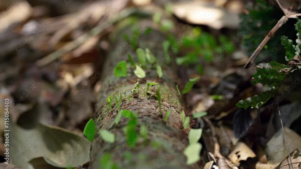 Fascinating teamwork overview in the world of Ants.