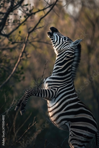 Zebra standing on its hind legs in a field. Ideal for wildlife or animal-themed projects