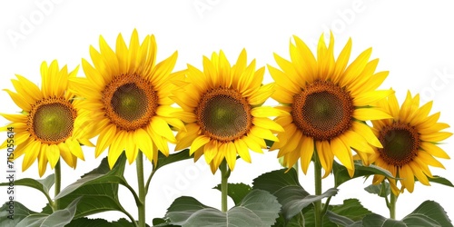 A vibrant group of yellow sunflowers with lush green leaves. This picture can be used to add a touch of nature and beauty to any project
