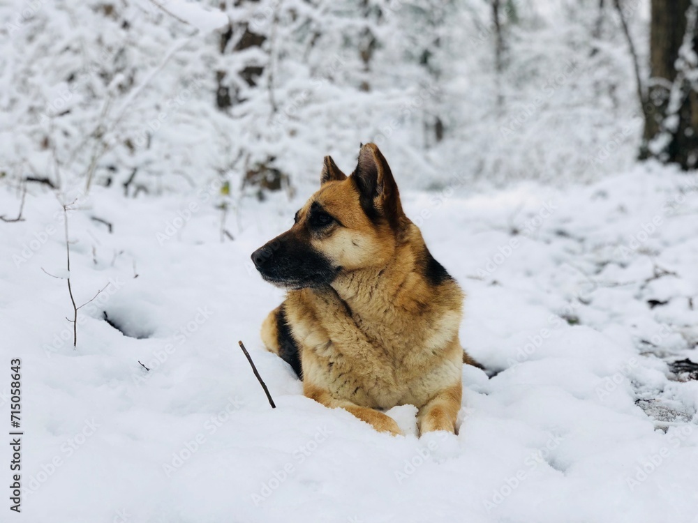 Naklejka premium Selective focus of German shepherd dog sitting in the snow