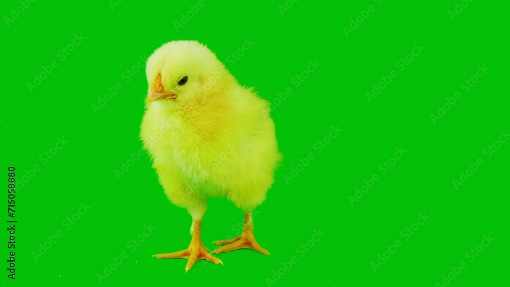 chick chicks on a green background screen chick chicks on a green background screen