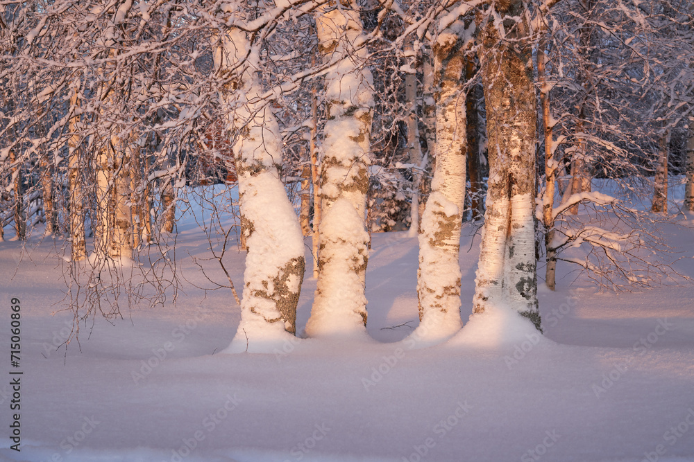 Winter landscape with a birch tree in the museum