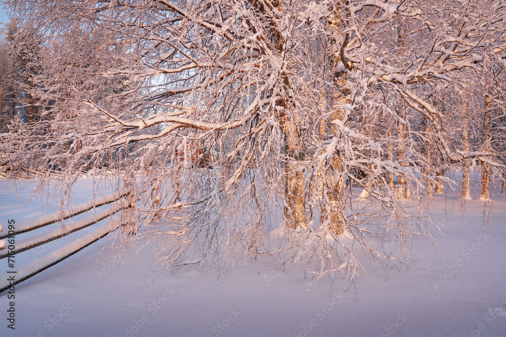 Winter landscape with a birch tree in the museum