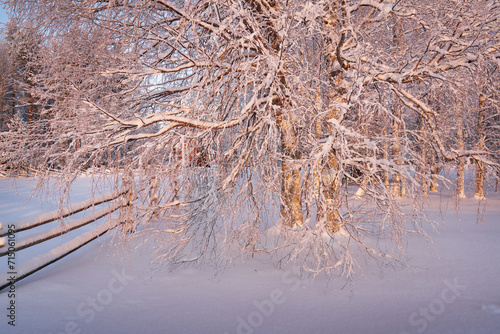 Obraz na płótnie Winter landscape with a birch tree in the museum