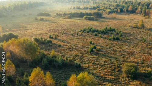 Wallpaper Mural Golden Dawn: Aerial View of Misty Forest with Autumnal Elegance Torontodigital.ca