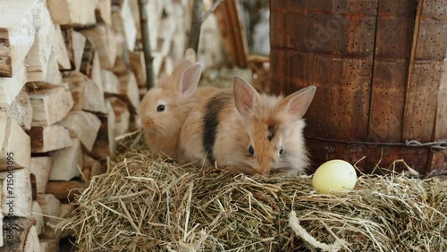 Two fluffy decorative Easter bunnies chew grass near egg. Painted easter egg in rustic holiday decoration with chopped logs and stacks of dried hay. Festive action on religious holiday.