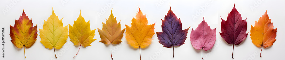 colored leaves laid out in a row
colored leaves laid out in a row
