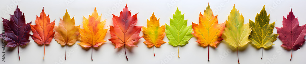 Fototapeta premium colored leaves laid out in a row 