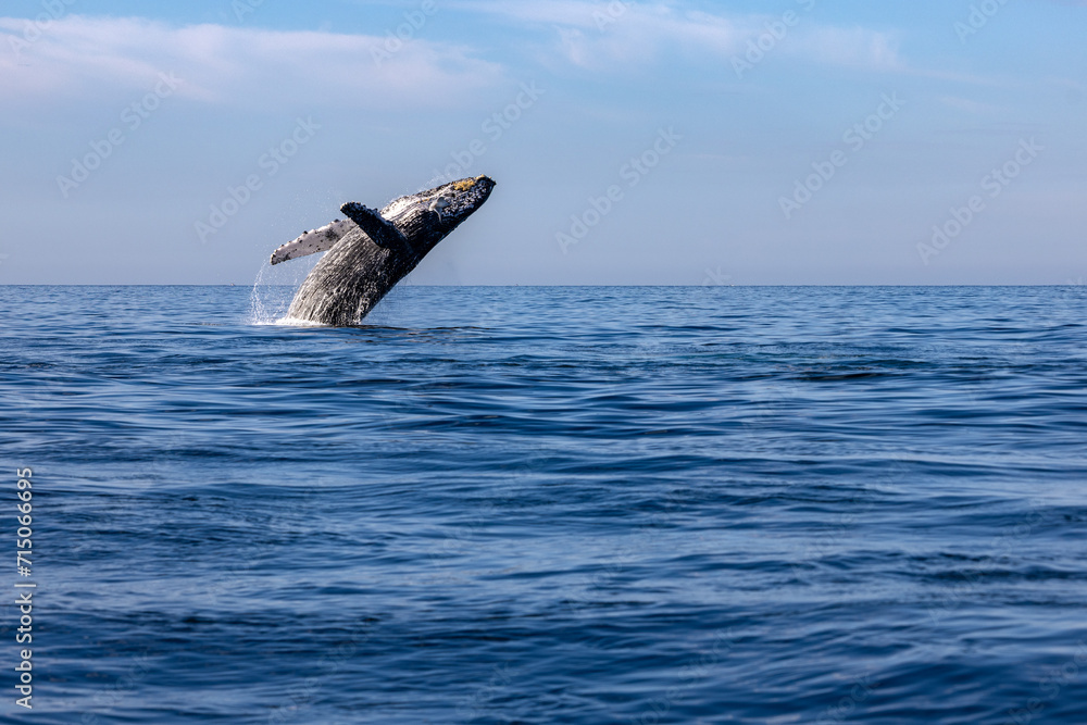 Fototapeta premium humpback whale breaching, Puerto Vallarta