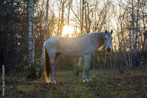 White horse on a pasture in the forest at sunset in autumn