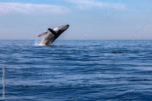 humpback whale breaching, Puerto Vallarta © PHRESHAIR STOCK