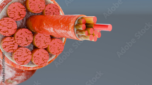 Tableau sur toile 3d Illustration of Muscle Type: Heart muscle - cross section through muscle with