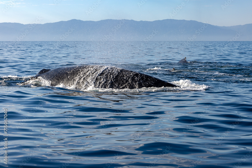 Fototapeta premium humpback whale, Puerto Vallarta, Mexico