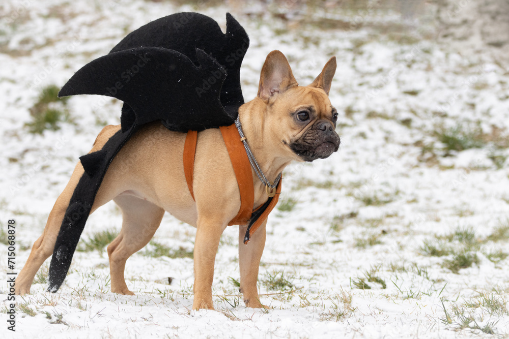 A young female French Bulldog with black dragon wings and tail stands on the snow grass ground and looks towards the camera lens on winter day. French bulldog dress up as a dragon in the Dragon Year.