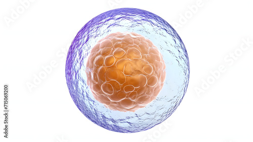 Human egg cell isolated on white background photo